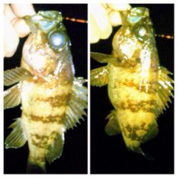 メバリンガー1815〜1925