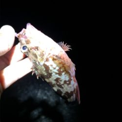 マリンピア沖洲でライトゲーム