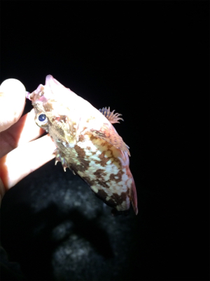 マリンピア沖洲でライトゲーム