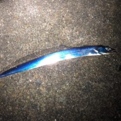 おチビのタッチ〜ʅ（◞‿◟）ʃ