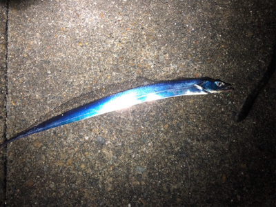 おチビのタッチ〜ʅ（◞‿◟）ʃ