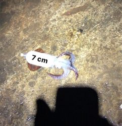 やっぱり渋いヒイカ釣り(＞＜)