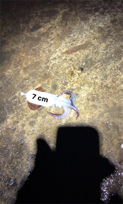 やっぱり渋いヒイカ釣り(＞＜)