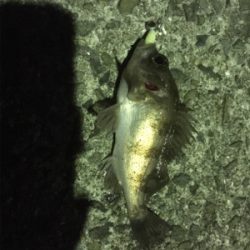 また仕事終わりに行ってしまいました