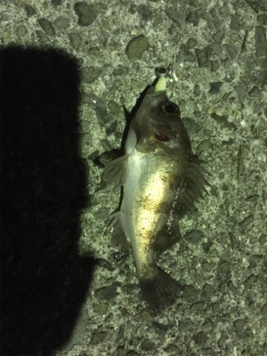 また仕事終わりに行ってしまいました