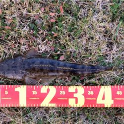 LSJigginger1600〜1715