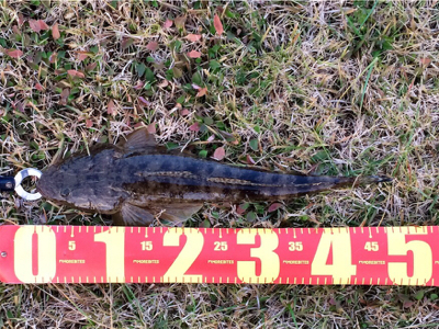 LSJigginger1600〜1715