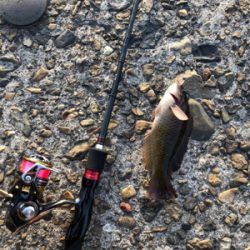 アジング もどき