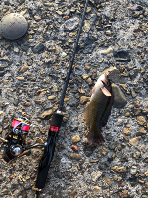 アジング もどき