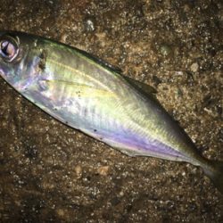 どうしてもアジ食べたい。。