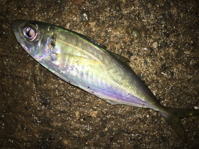 どうしてもアジ食べたい。。