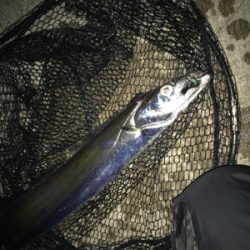 寒さも緩んで今年最期のタッチポン陸