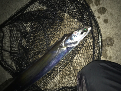 寒さも緩んで今年最期のタッチポン陸