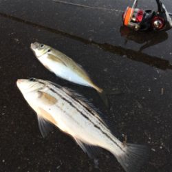 モーニングアジング