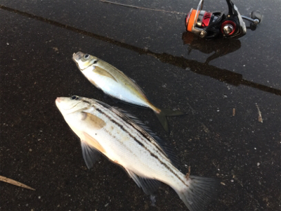 モーニングアジング