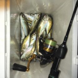 またアジング〜