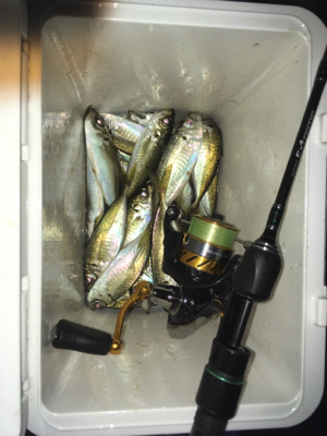 またアジング〜