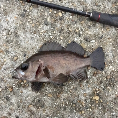 メバルデイゲーム