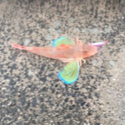 回遊がダメでも何か釣れるはず