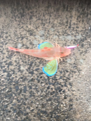 回遊がダメでも何か釣れるはず