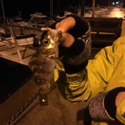 メバルの季節になりました