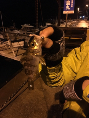 メバルの季節になりました