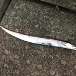 まだおった太刀魚