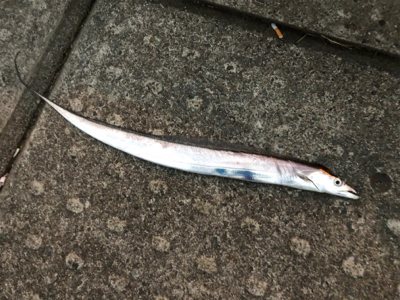 まだおった太刀魚