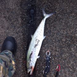 60cm近い丸々したサゴシ×2匹