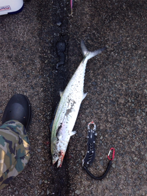 60cm近い丸々したサゴシ×2匹