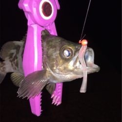 大阪湾奥アジング 五目達成