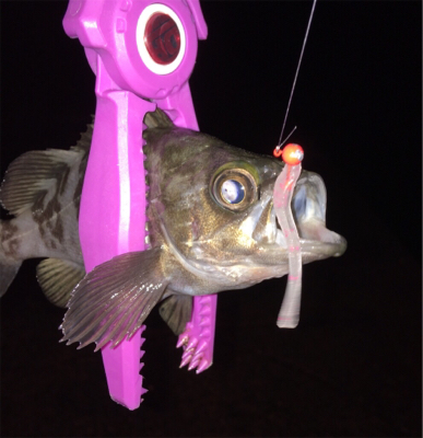 大阪湾奥アジング 五目達成