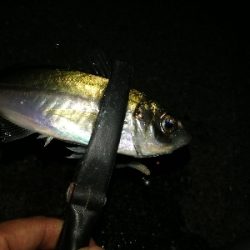 アオリイカ、アジ