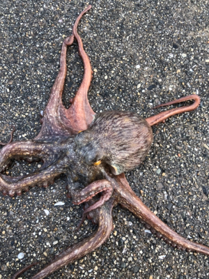 なんとか釣れたものの‥