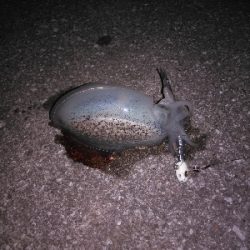 引き釣りテンヤでミラクル発生