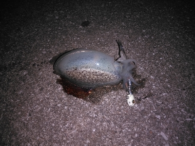 引き釣りテンヤでミラクル発生