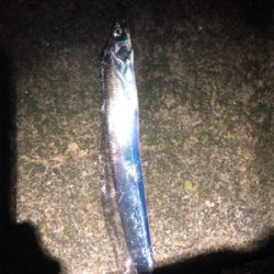 諦め悪いタッチーチャレンジ(^^)