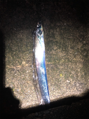 諦め悪いタッチーチャレンジ(^^)