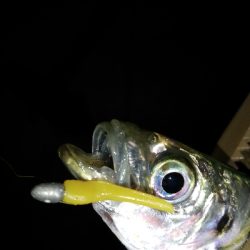 渋い、でもそれも楽しい♪