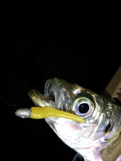 渋い、でもそれも楽しい♪