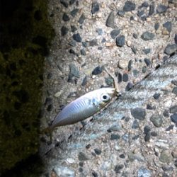 ナイトアジング