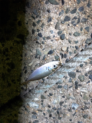 ナイトアジング