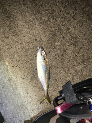 フロートメバル！