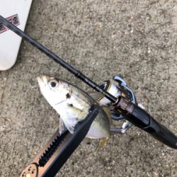 アジングプラクティス