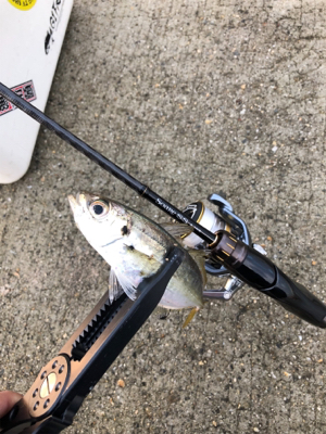 アジングプラクティス