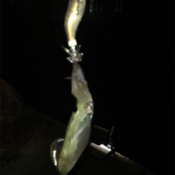久しぶりに高活性のヒイカ釣り\(^^)/