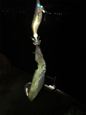 久しぶりに高活性のヒイカ釣り\(^^)/