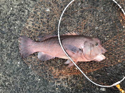 ビック/スモール