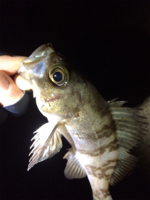 メバルリングシーズン半開？笑