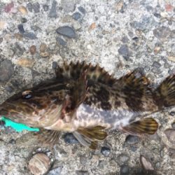 釣り納めで、メバル釣れた